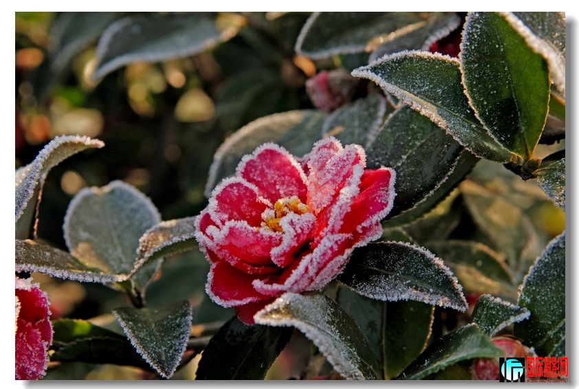 �����š�