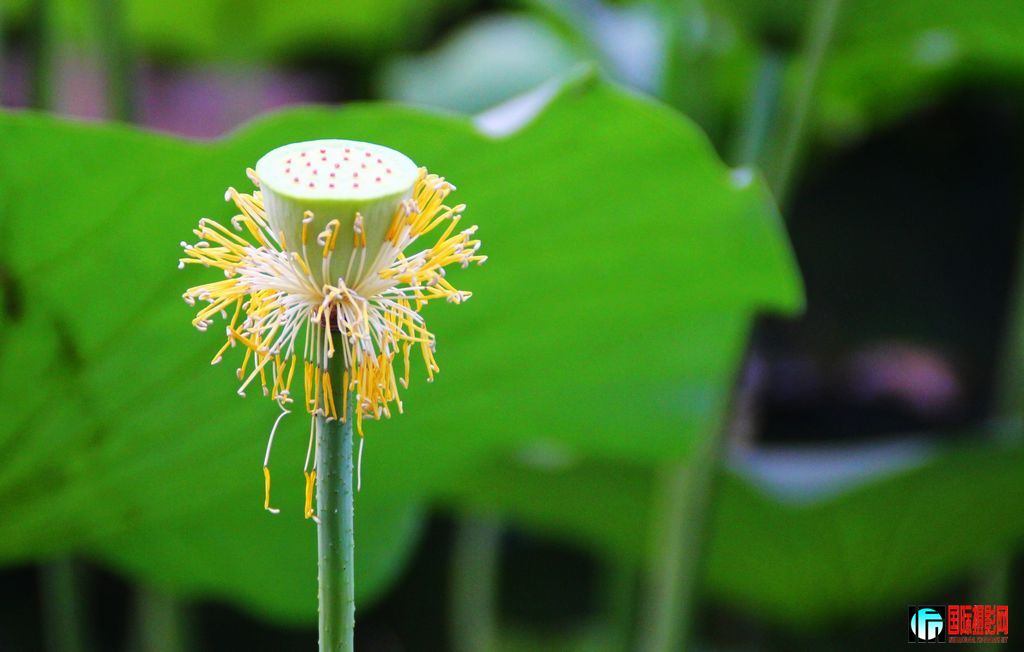 �ɱ�---ϴȥǦ��