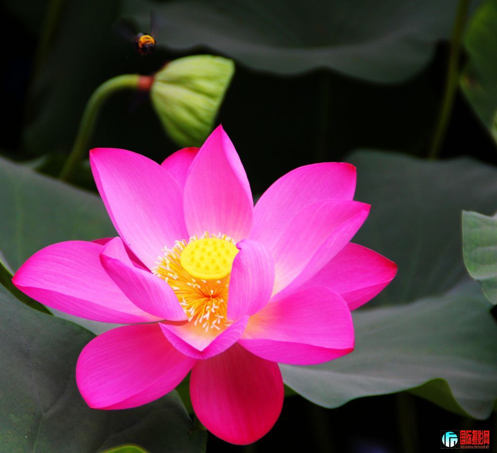 2011��7��16���峿����̨��԰�ĺɻ��� 420.jpg