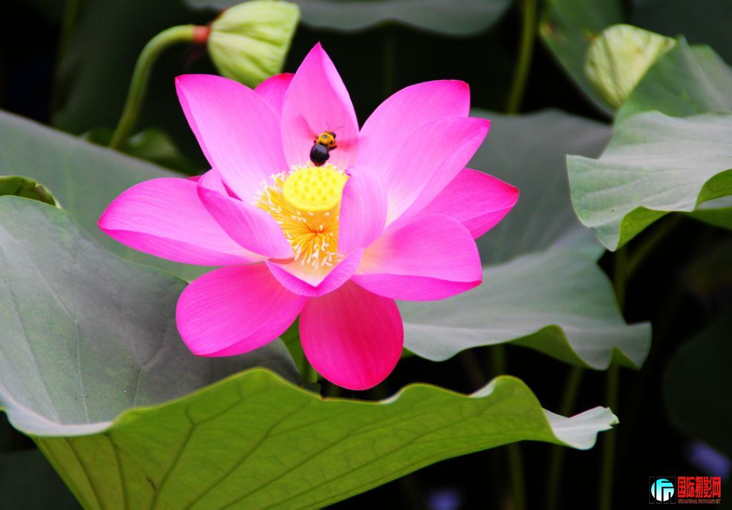 2011��7��16���峿����̨��԰�ĺɻ��� 417.jpg