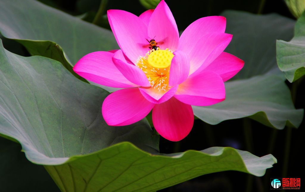 2011��7��16���峿����̨��԰�ĺɻ��� 419.jpg