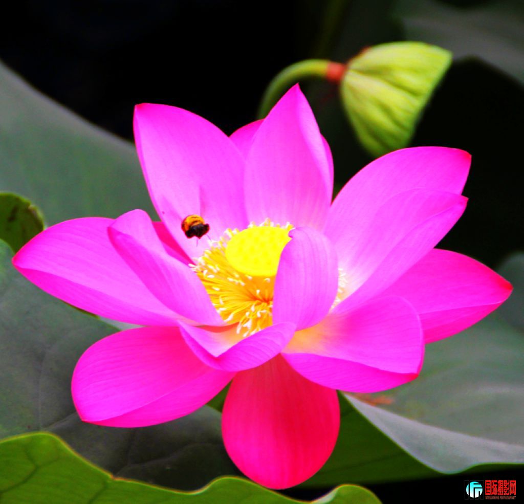 2011��7��16���峿����̨��԰�ĺɻ��� 425.jpg