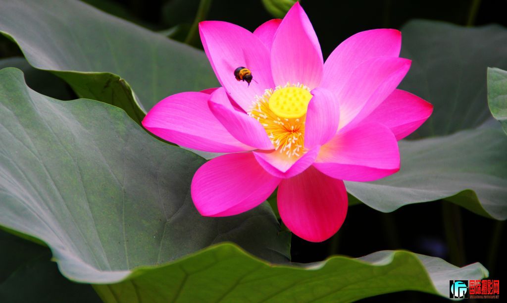 2011��7��16���峿����̨��԰�ĺɻ��� 422.jpg