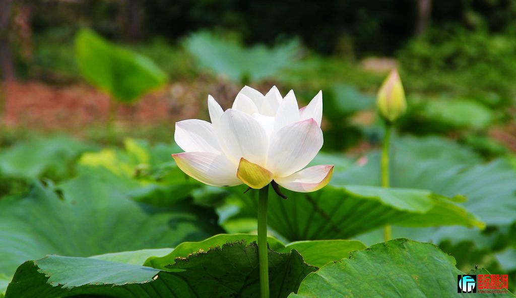 ����Ⱥ��