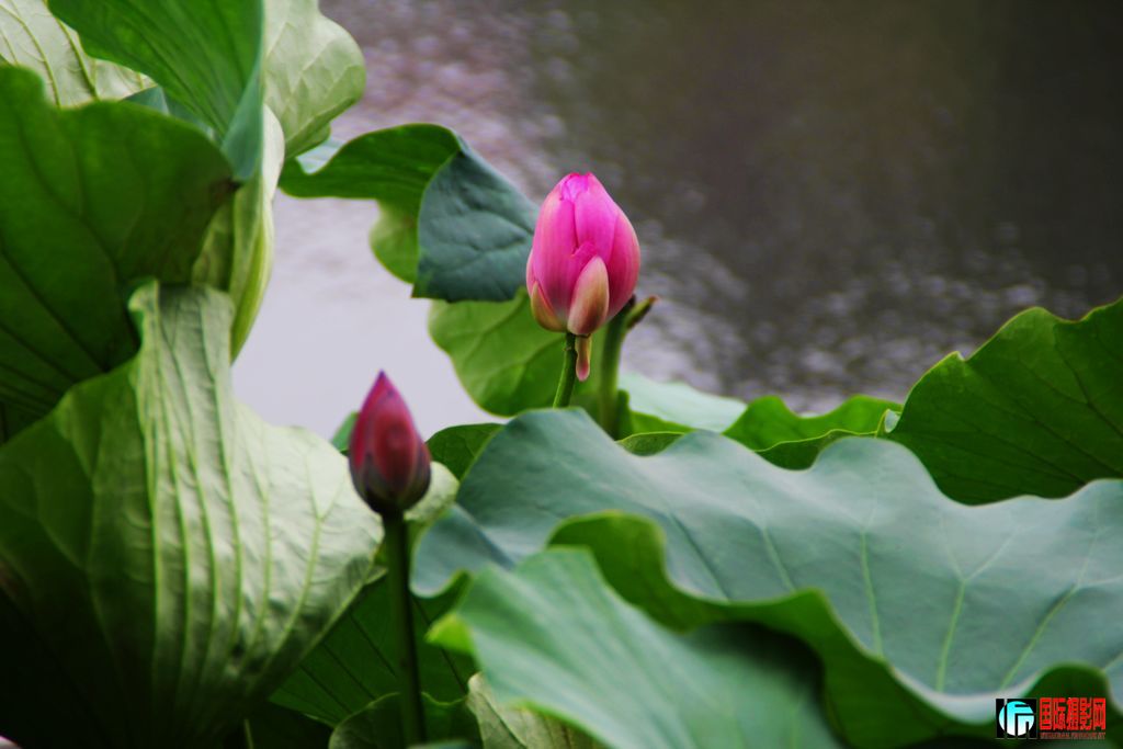 2011��7��19�գ���վ��Ů������ 061.jpg