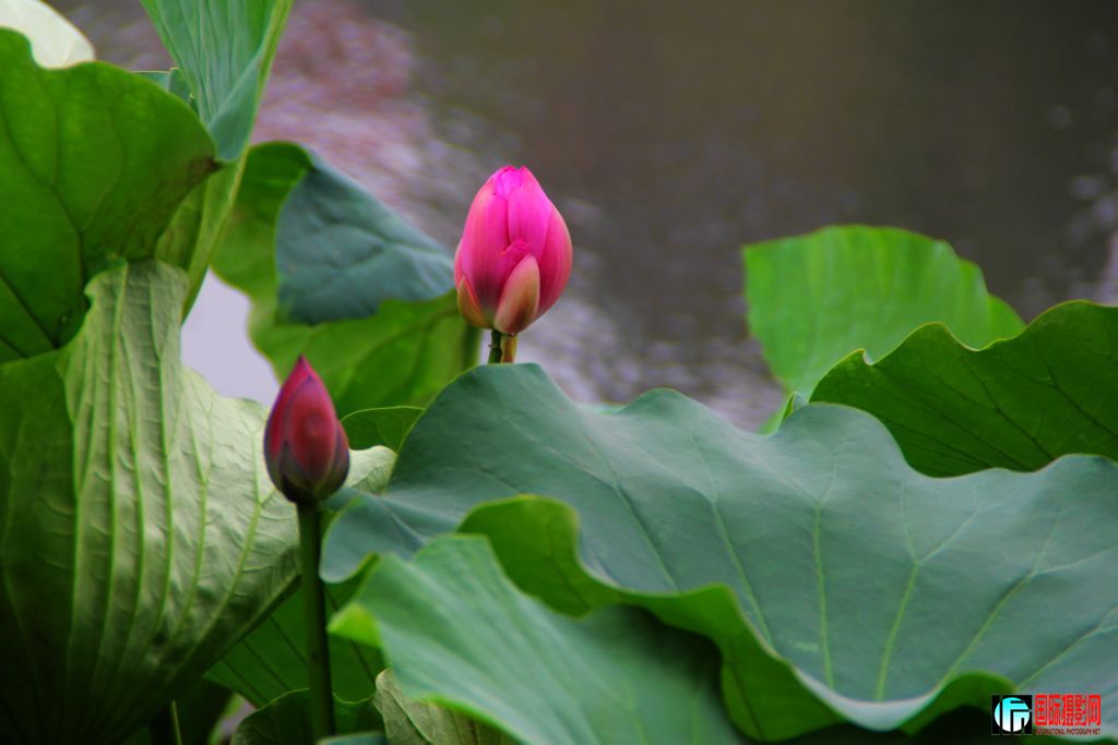 2011��7��19�գ���վ��Ů������ 060.jpg