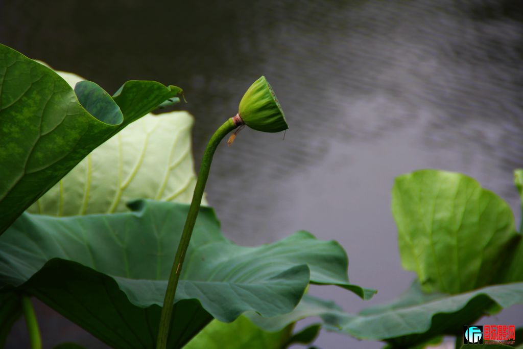 2011��7��19�գ���վ��Ů������ 059.jpg