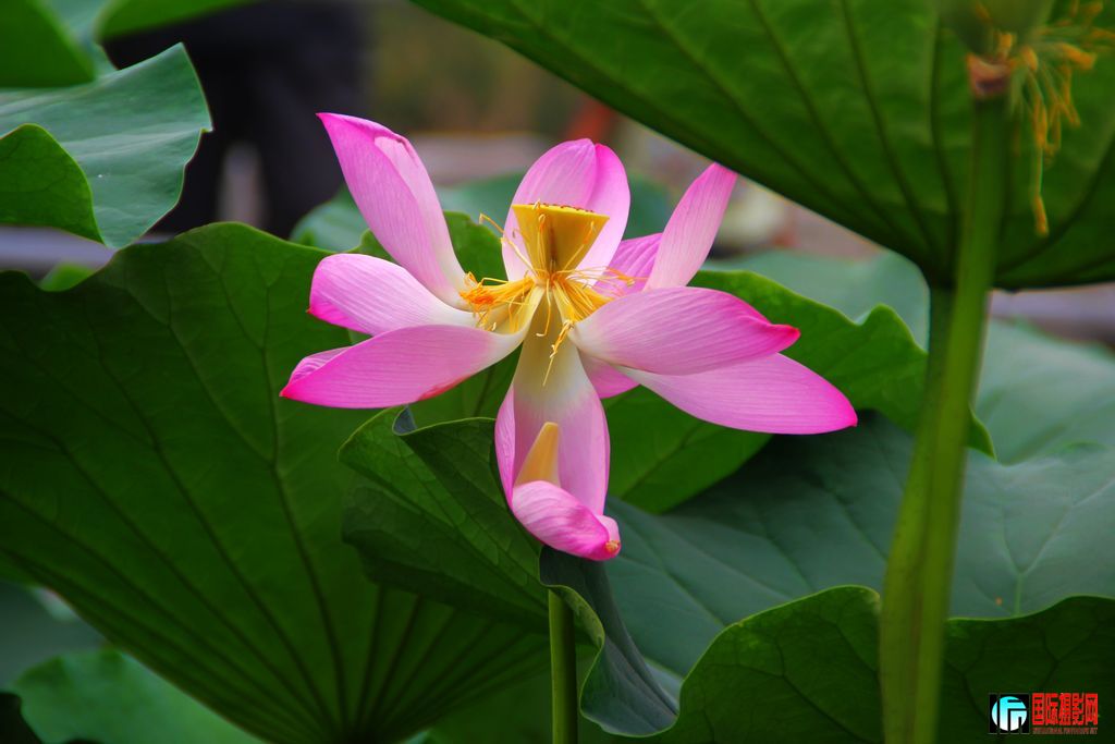 2011��7��19�գ���վ��Ů������ 011.jpg