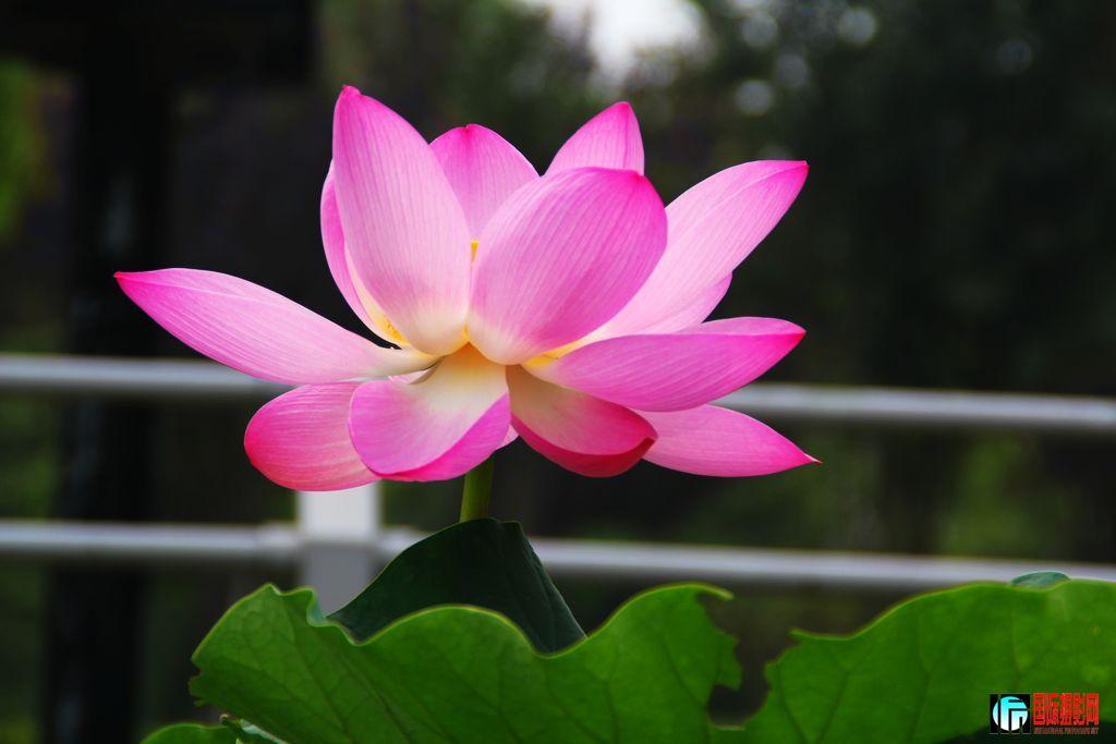 2011��7��19�գ���վ��Ů������ 022.jpg