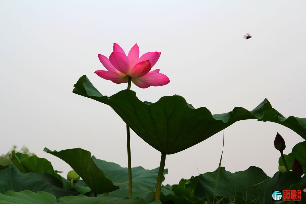 2011��7��21�գ�����ɻ����ߡ��潻��ڣ� 059.jpg