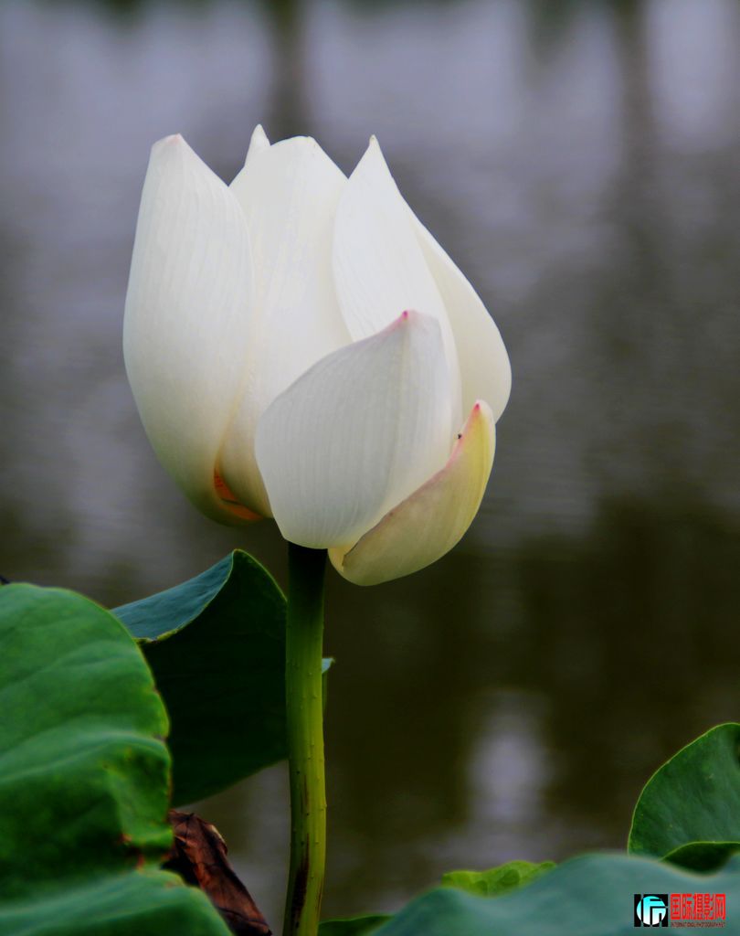 2011��7��23�գ��㸮�ɷ� 137.jpg