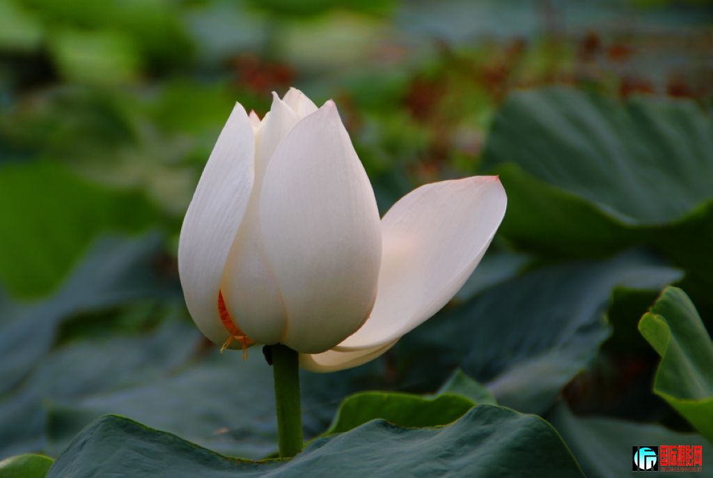 2011��7��23�գ��㸮�ɷ� 150.jpg