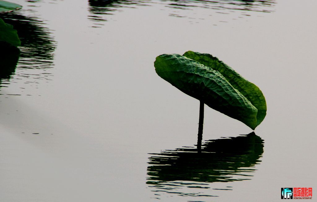 2011��7��23�գ��㸮�ɷ� 049.jpg