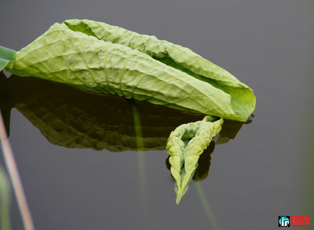 2011��7��23�գ��㸮�ɷ� 091.jpg