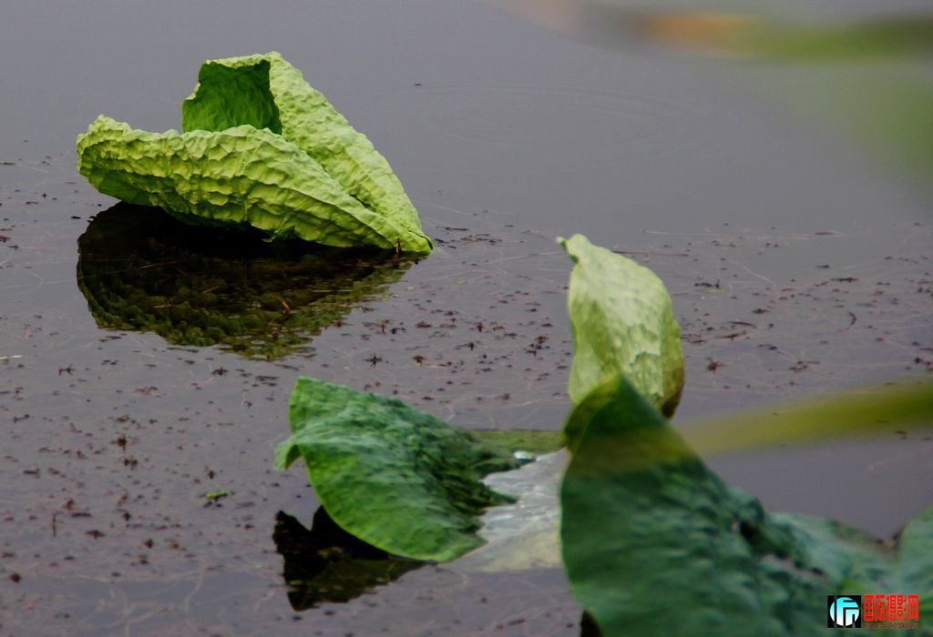 2011��7��23�գ��㸮�ɷ� 170.jpg