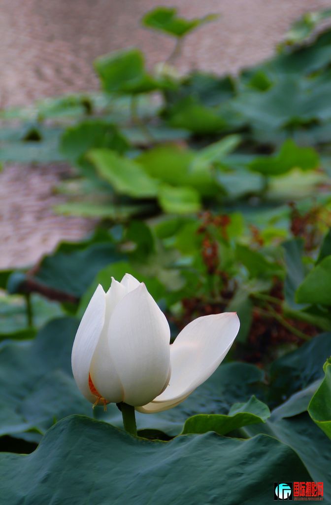 2011��7��23�գ��㸮�ɷ� 152.jpg