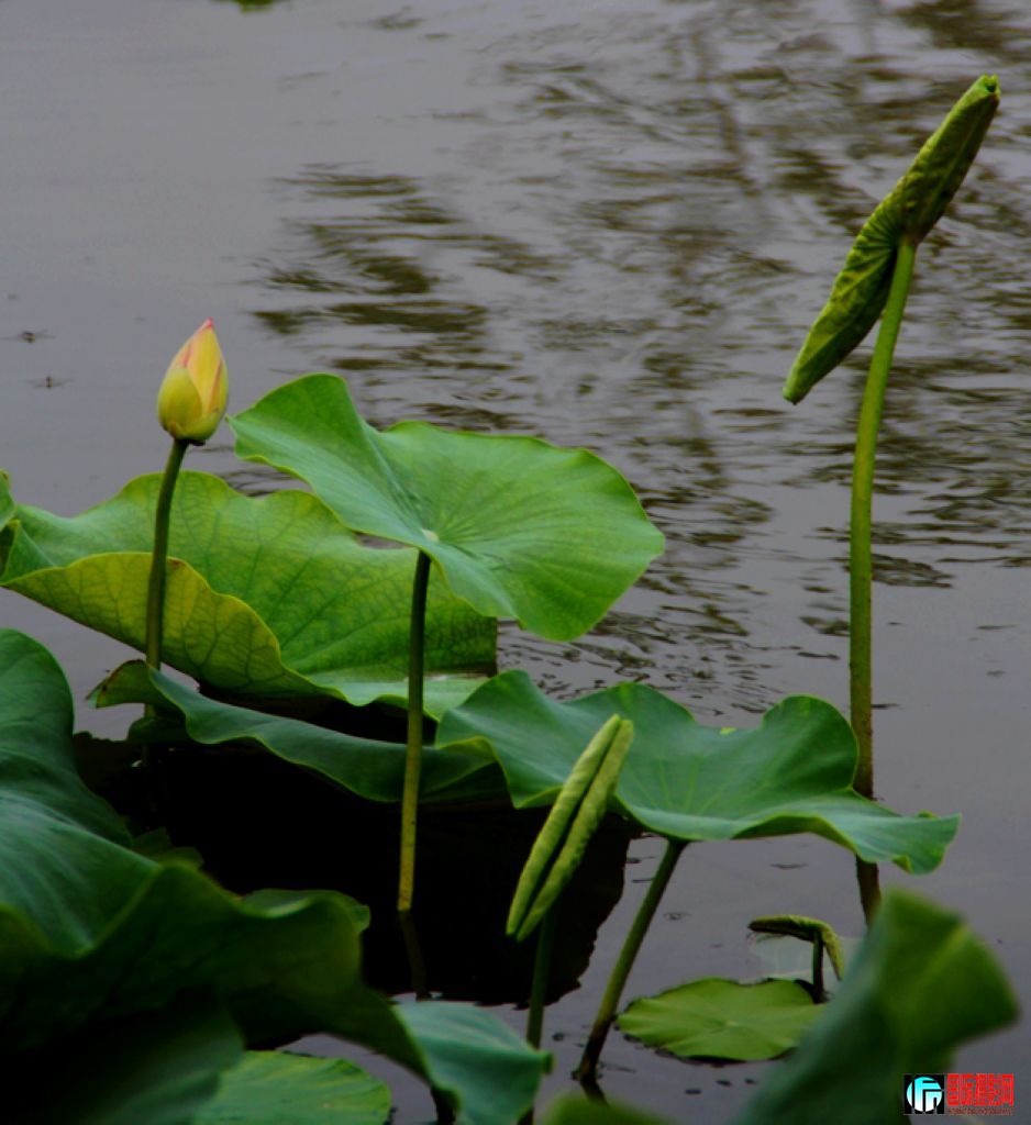 2011��7��23�գ��㸮�ɷ� 118.jpg