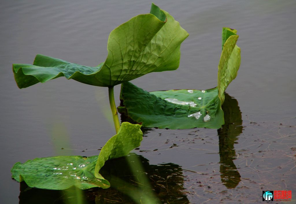 2011��7��23�գ��㸮�ɷ� 168.jpg