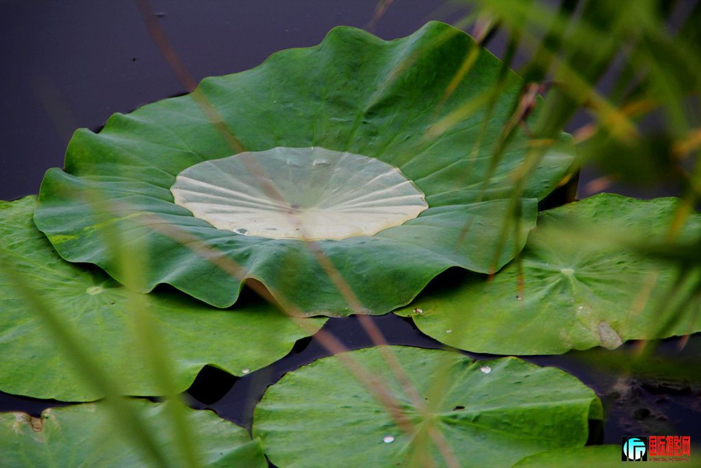 2011��7��23�գ��㸮�ɷ� 174.jpg