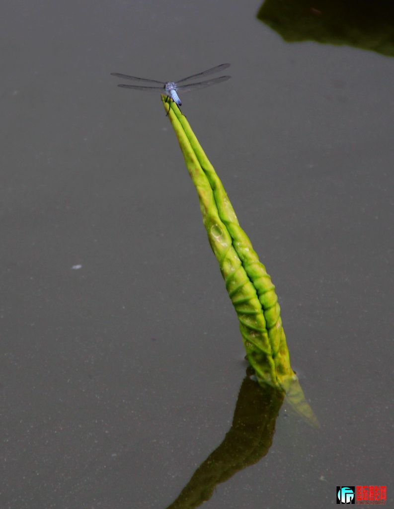 2011��7��23�գ��㸮�ɷ� 191.jpg