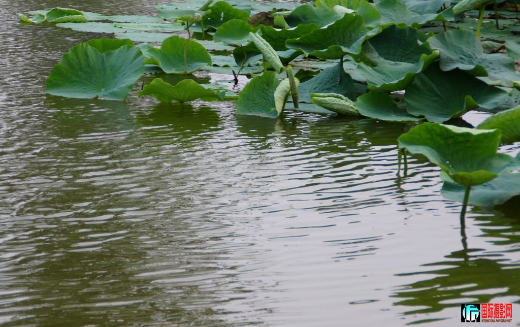 2011��7��23�գ��㸮�ɷ� 128.jpg