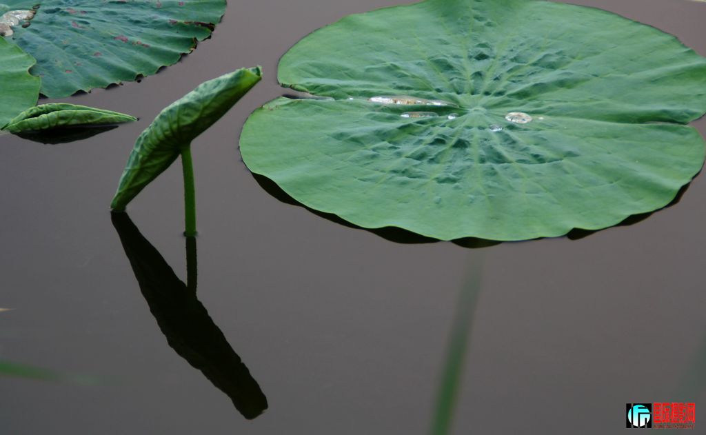 2011��7��23�գ��㸮�ɷ� 220.jpg