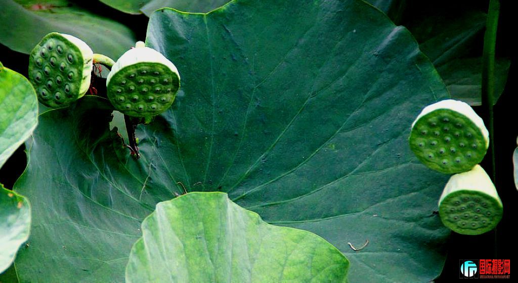 2011��7��16���峿����̨��԰�ĺɻ��� 459.jpg