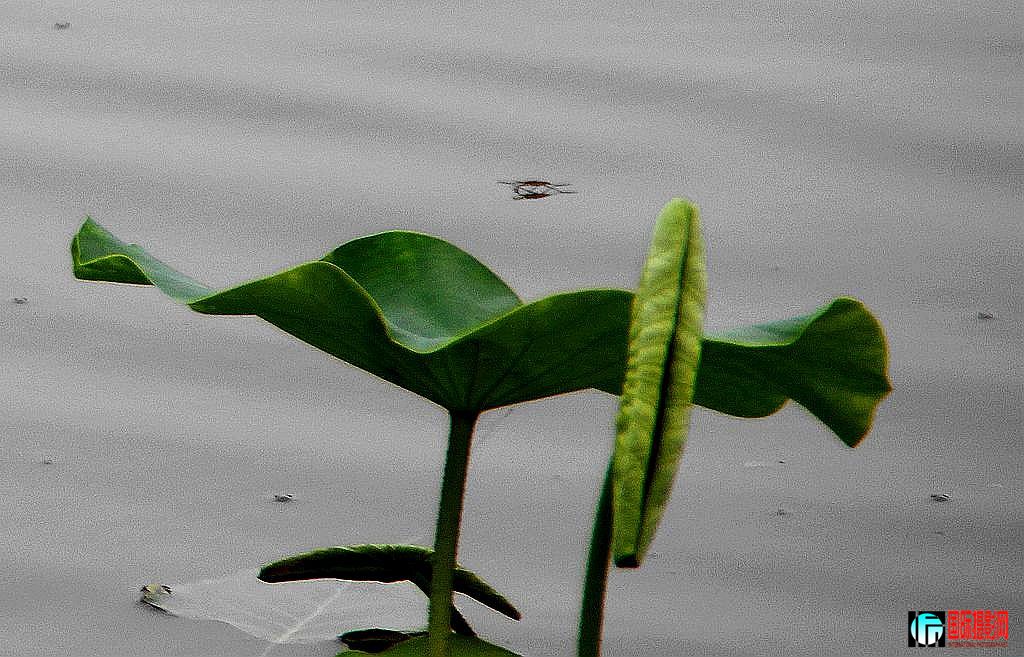 2011��7��23�գ��㸮�ɷ� 108.jpg