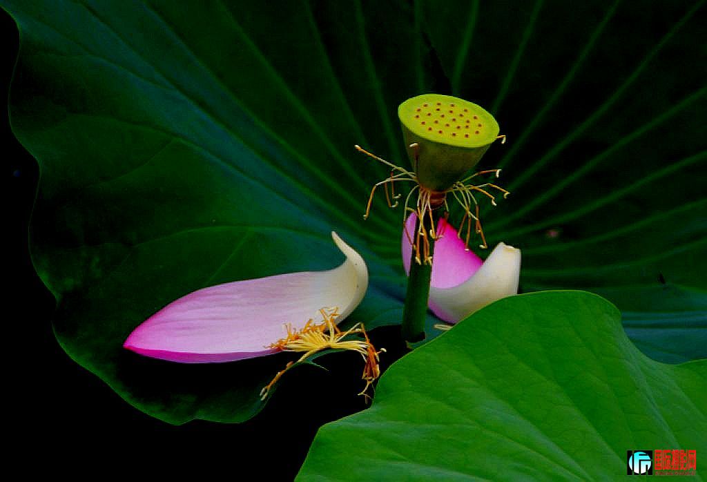 2011��7��21�գ�����ɻ����ߡ��潻��ڣ� 007.jpg