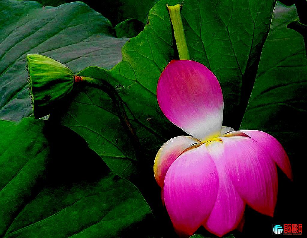 2011��7��19�գ���վ��Ů������ 024.jpg