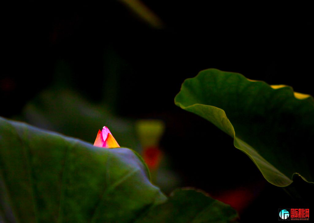 �콿������ױ��   ����� .13935916398.jpg