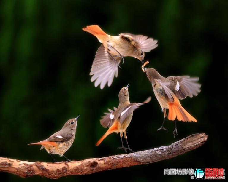 ��fight-12����Ӱ��yi-cheng chen��̨�壩 ���ɫ������fiap����.jpg