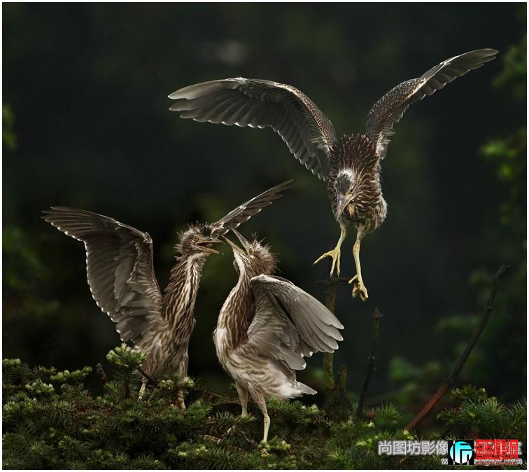 �������� ��Ӱ������  ���ɫ��Ƭ��������Ӱѧ�ᣨpsa�����ƣ����չʾ����.jpg