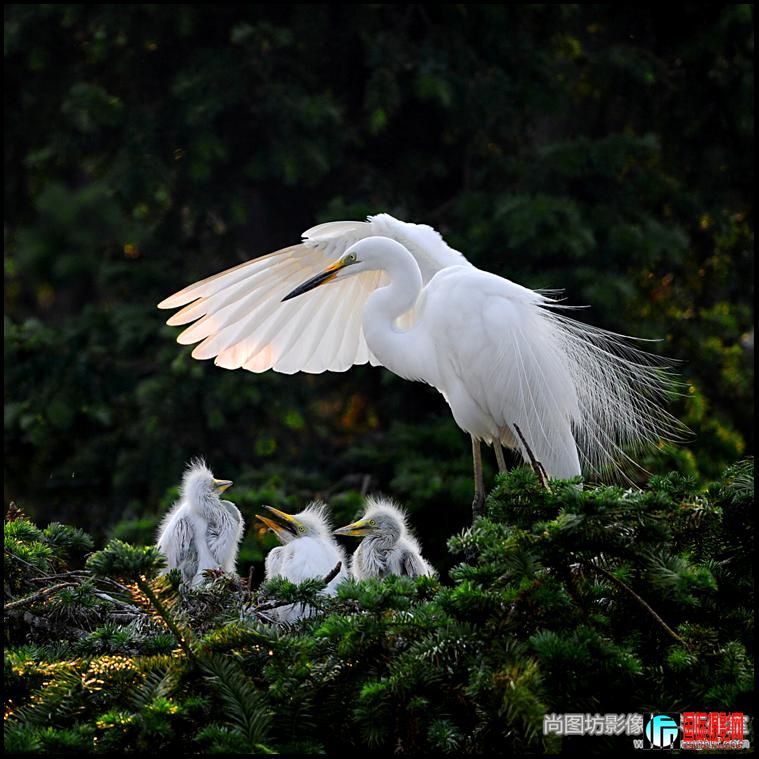 ��������Ӱ��Ҧ���� ����Ȼ��Ƭ������psp����.jpg