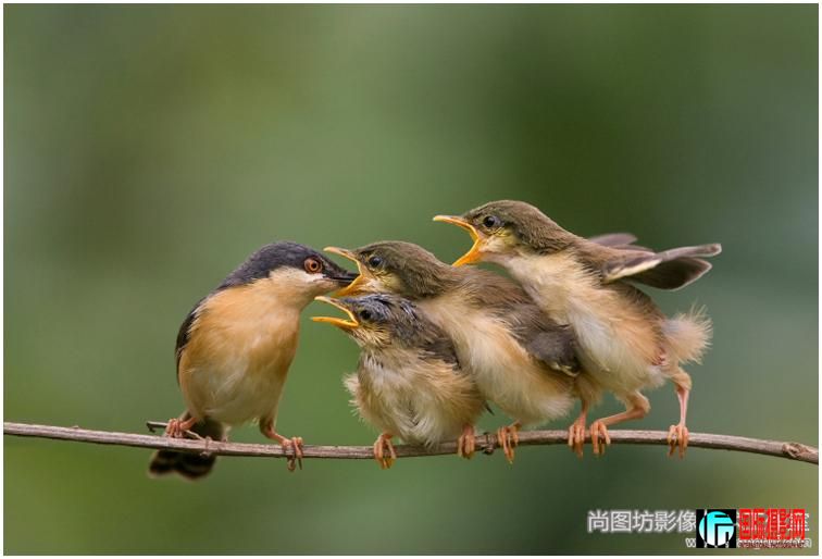 ��ashy prinia family ����Ӱ��arun kumar krishnaiah �����չʾ����.jpg