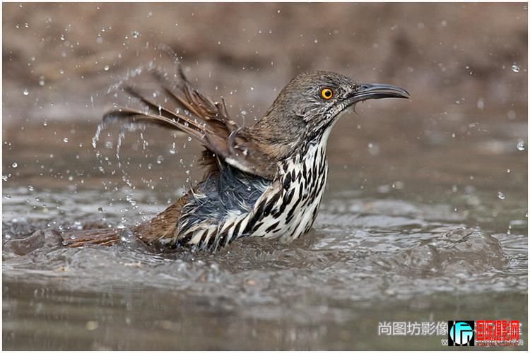 ��long-biller thrasher����Ӱ��martin joffe ��psa����.jpg