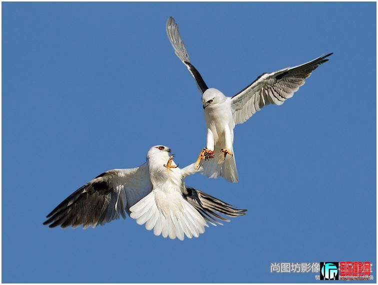 ��kite food exchange 4����Ӱ��jenni horsnell ��psa���Ұ���������.jpg