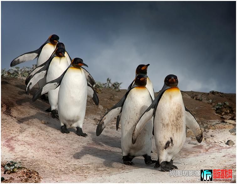 ��march of the penguins����Ӱ��paul davis ��psaͭ��.jpg