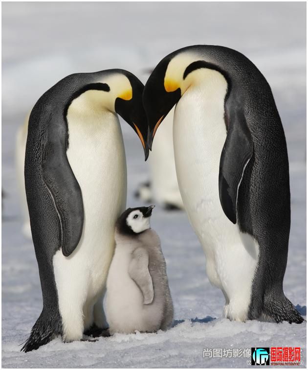 ���Ҹ�һ�ҡ���Ӱ��ë���� ����Ȼ��Ƭ��fiap ����.jpg