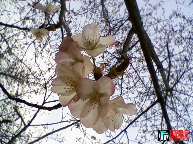 2009����Ԩ̶��԰������E258�ֻ�����