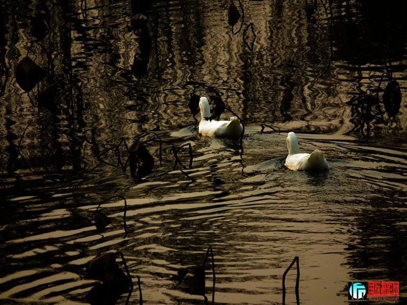 11.26������԰ 112.jpg