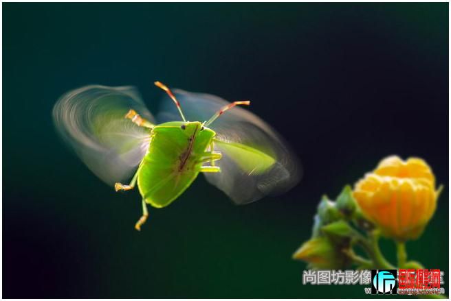 4.��winged insect�� ��Ӱ��chi-chang tsai ��̨�壩 �����fzs����.jpg