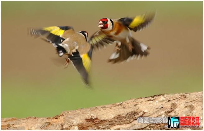 3.��pendencia 37����Ӱ��p. branko petauer ��˹�������ǣ� �����psa����.jpg