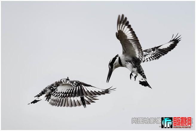 9.��dance��  ��Ӱ��fu-mei lai ��̨�壩  ����Ȼ��psa����.jpg