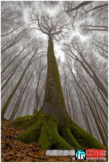 10.��the beech with human face�� ��Ӱ��leszek paradowski �������� ����Ȼ��fiap����.jpg