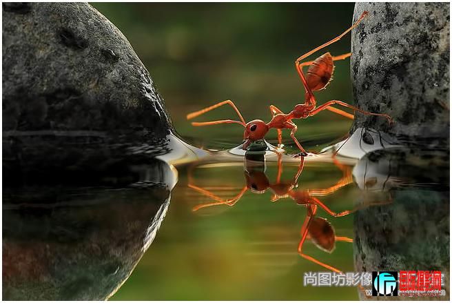 12.��drinking ii�� ��Ӱ��vincentius ferdinand ��ӡ�������ǣ� ������veno pilon����.jpg