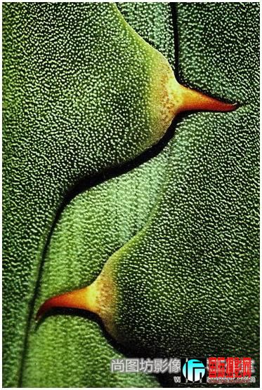 14.��agava�� ��Ӱ��peter pokorn ��˹�������ǣ� ������psa����.jpg