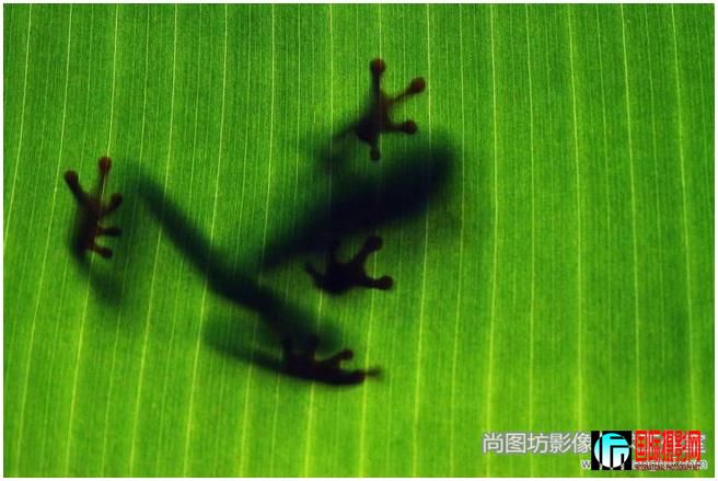 13.��a marvel of frog ��   ��Ӱ��tamas imre ����������   ������fiap����.jpg