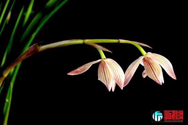 3 ��������Ӱ��̳��������һ�������⡰ֲ�  ��������IMG_2688����wwww.jpg