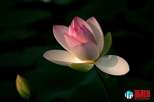 3 ��������Ӱ��̳��������һ�������⡰ֲ� ���ɻ�֮����   IMG_4478����www.jpg